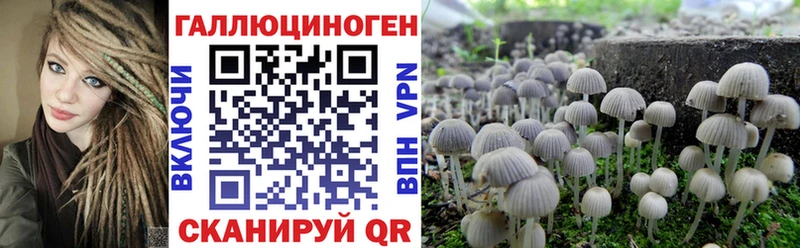 площадка официальный сайт Дмитриев Псилоцибиновые грибы Magic Shrooms